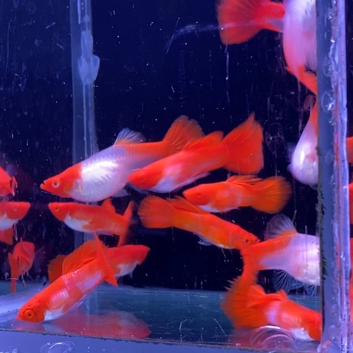 孔雀鱼福利大红头20条
