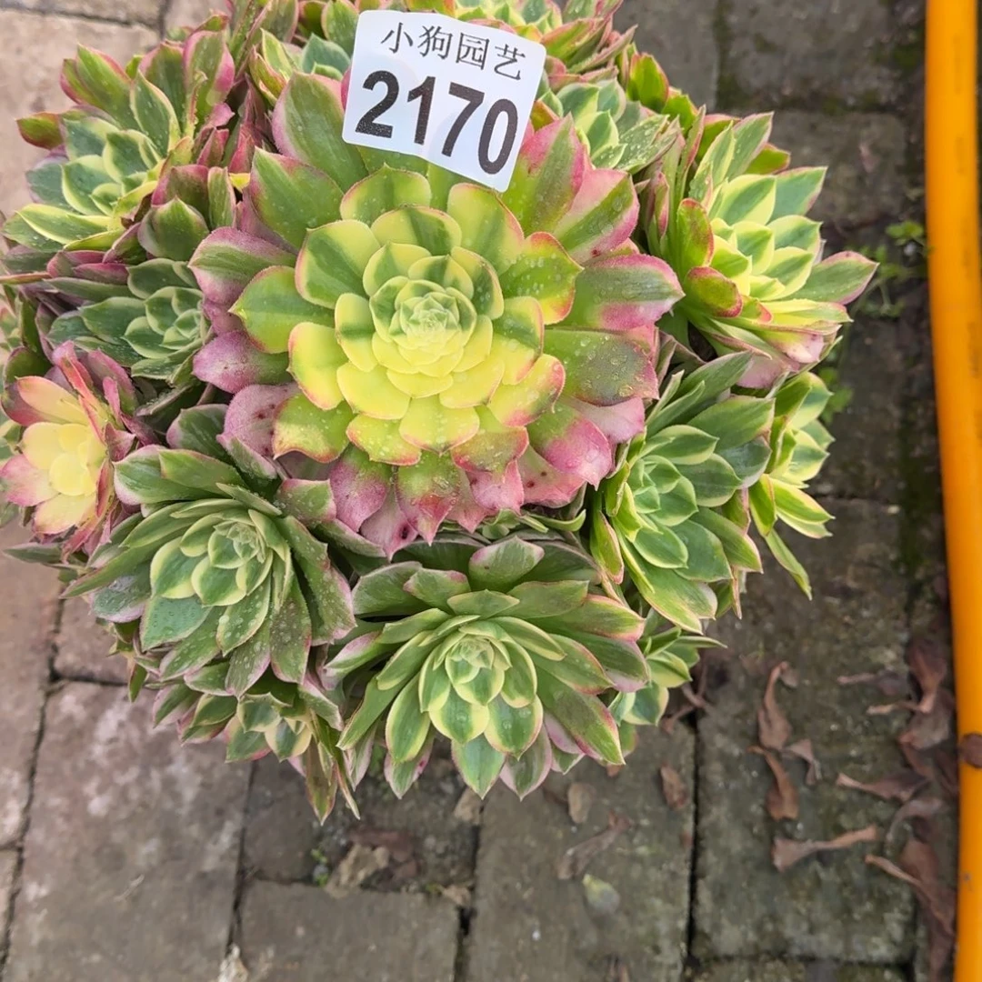 琴***琴海王多肉植物2170