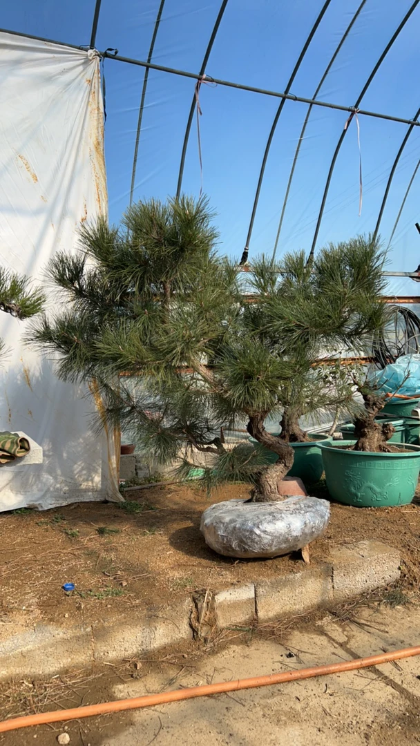 黑松临水素材盆景（一物一拍）地景 庭院黑松