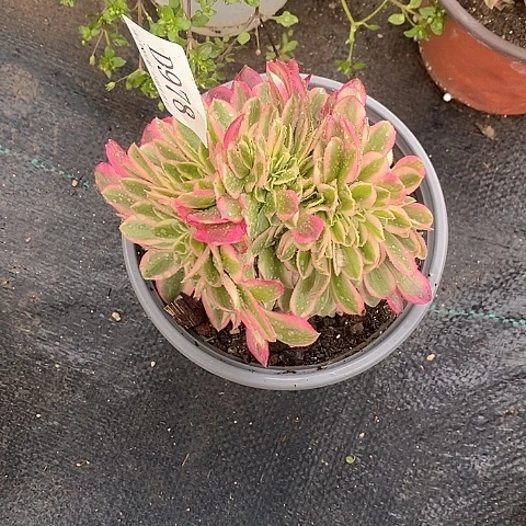 978女巫多肉缀化