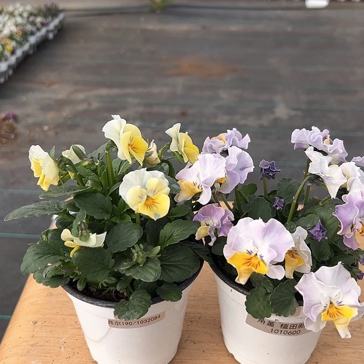 红陶抖音直播闪拍73-74