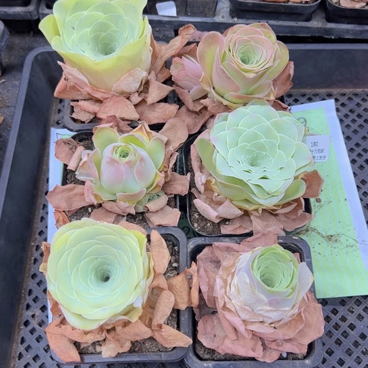 180 裸根不带土发货不包损