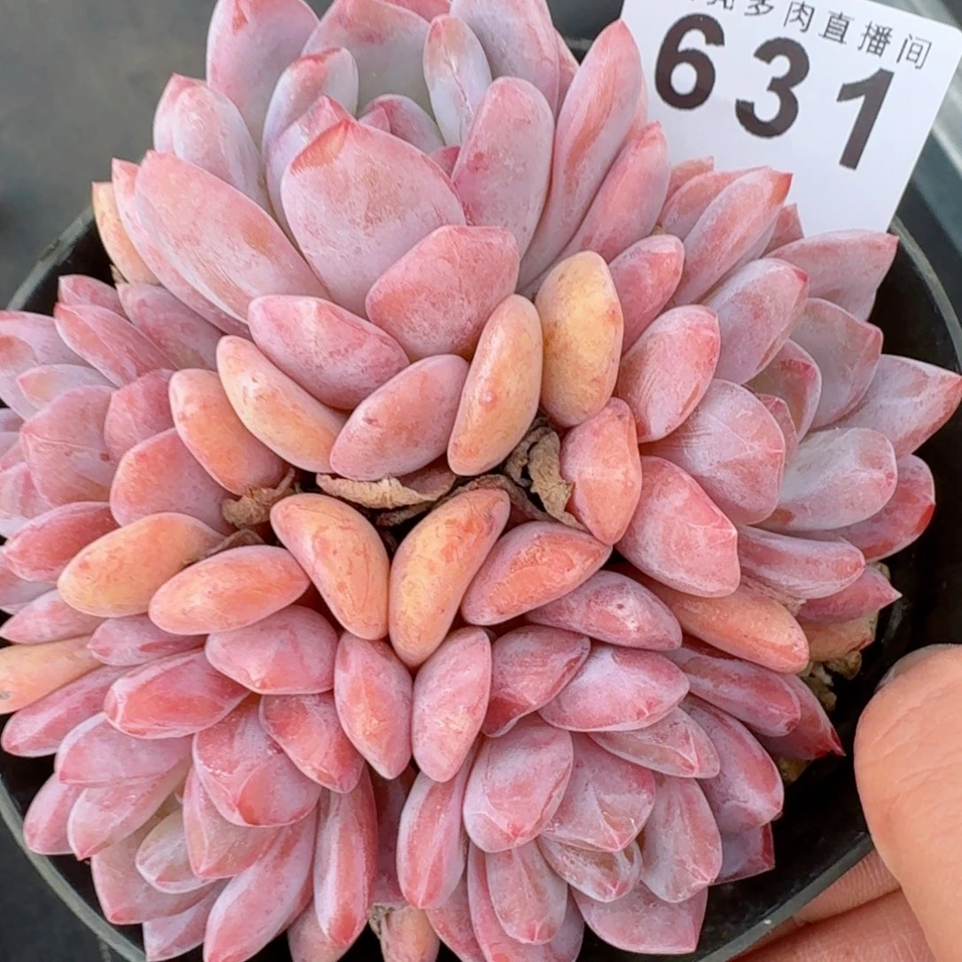 雪天使群生          摇身一变高富帅，一夜暴富动作快