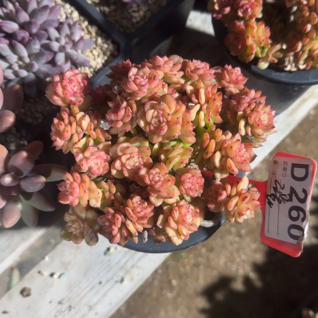 蜡牡丹老桩多肉五十包邮