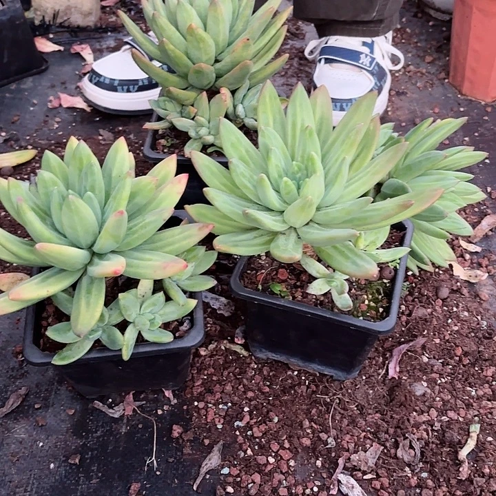 海洋之歌单头带崽清货福利