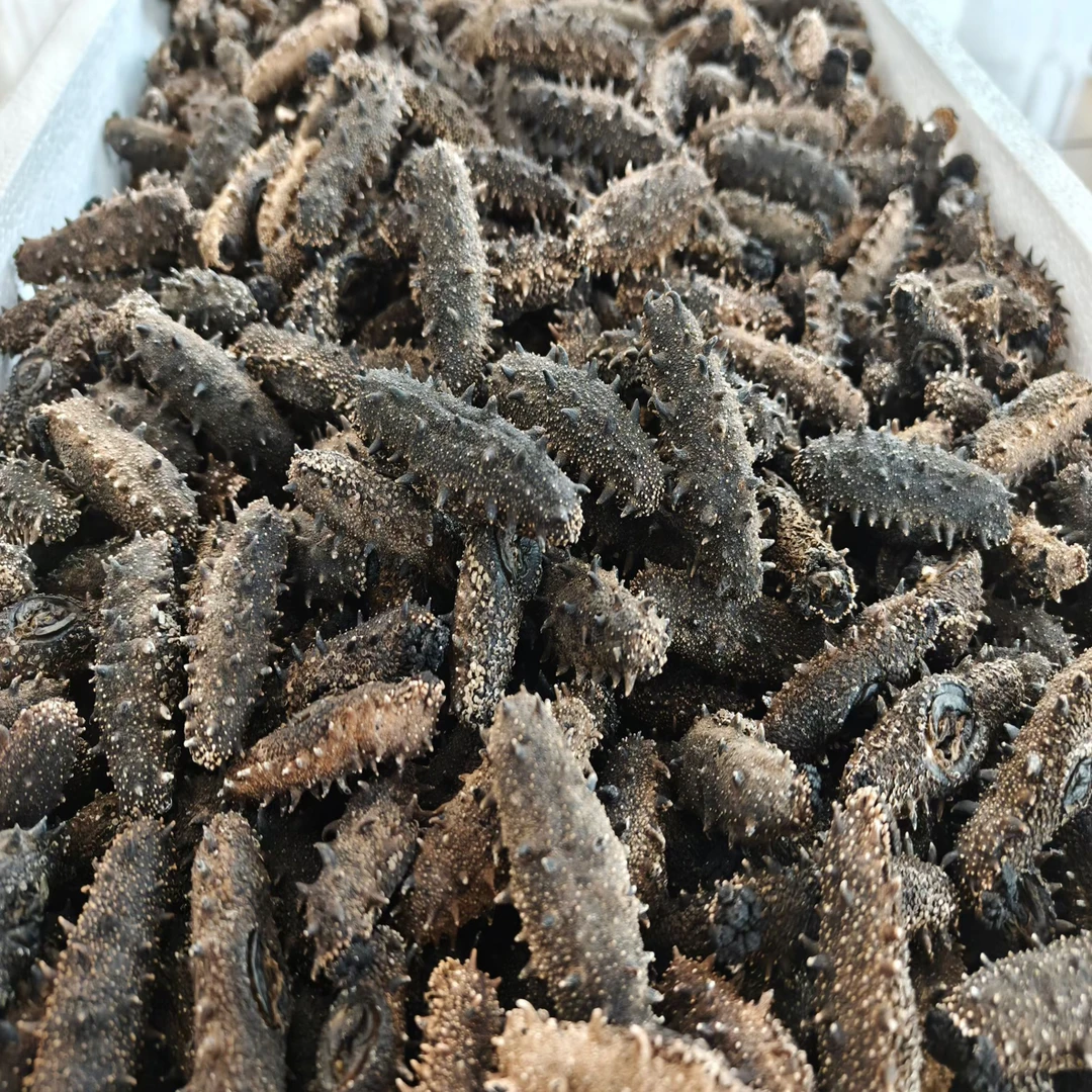 大连【特纯日晒小丑参】深海底播纯日晒 17-19倍高泡发