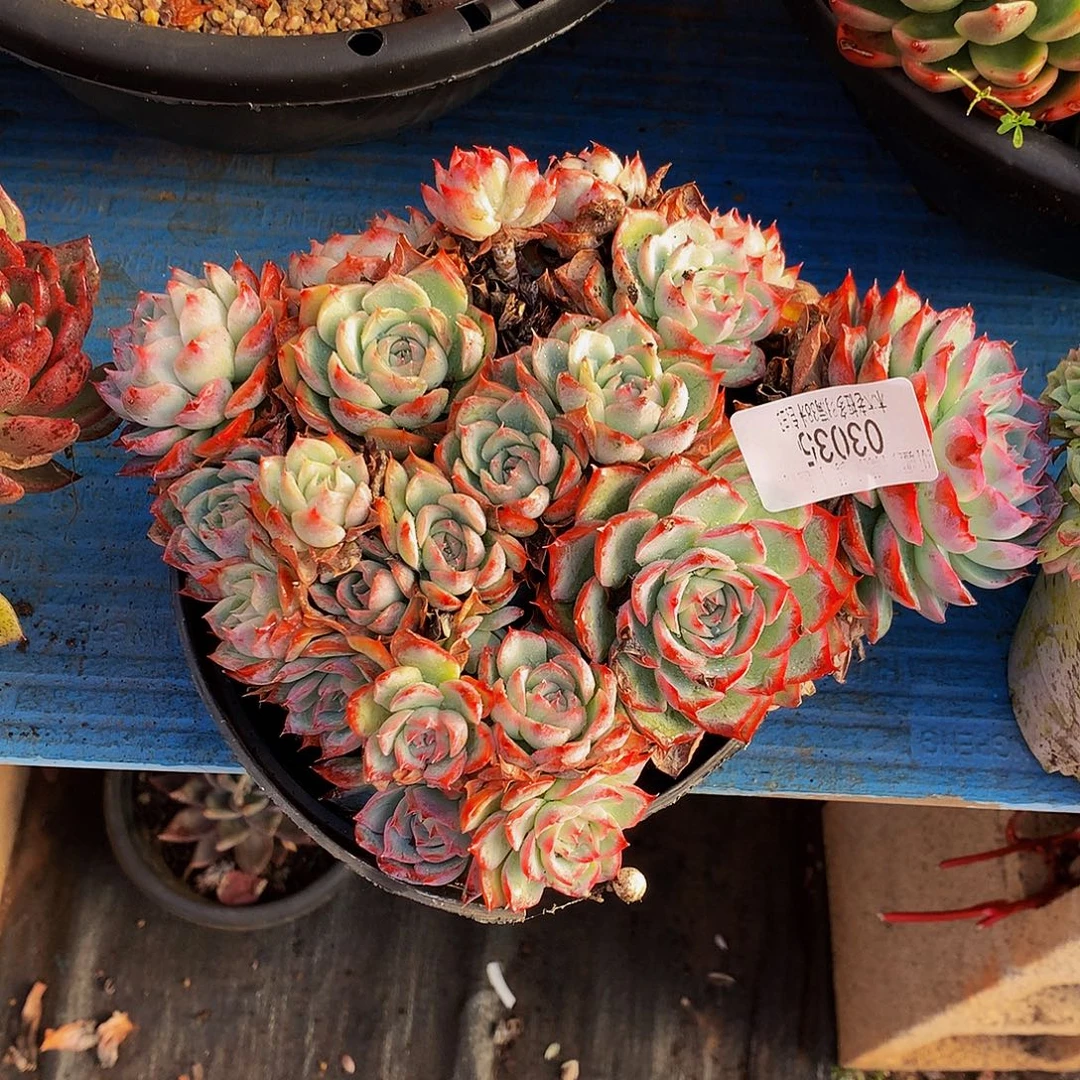 暮***雨   侧影多肉03035