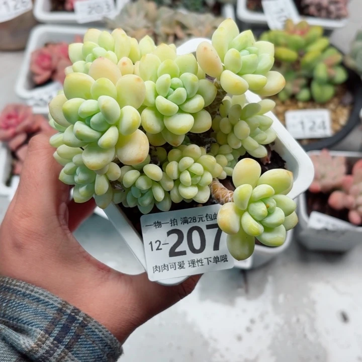 樱花罗琦无盆土发货无盆土无