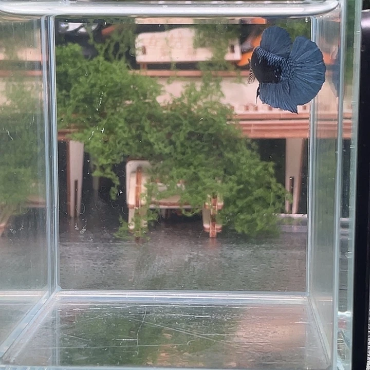 斗鱼听风观赏斗鱼