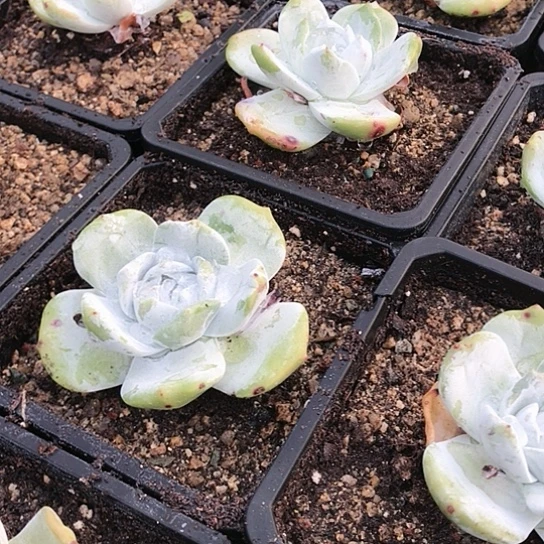 拇指雪山仙女棒仙女棒