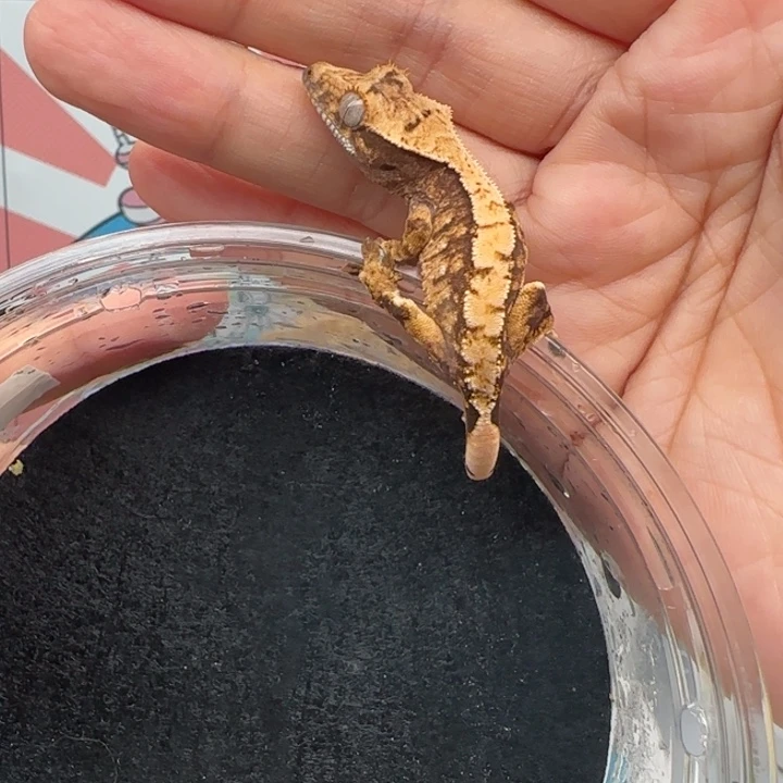 睫角守宫奶油宝宝