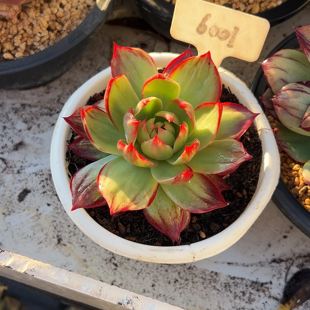 简***单惊鸿仙子一物一拍6001号