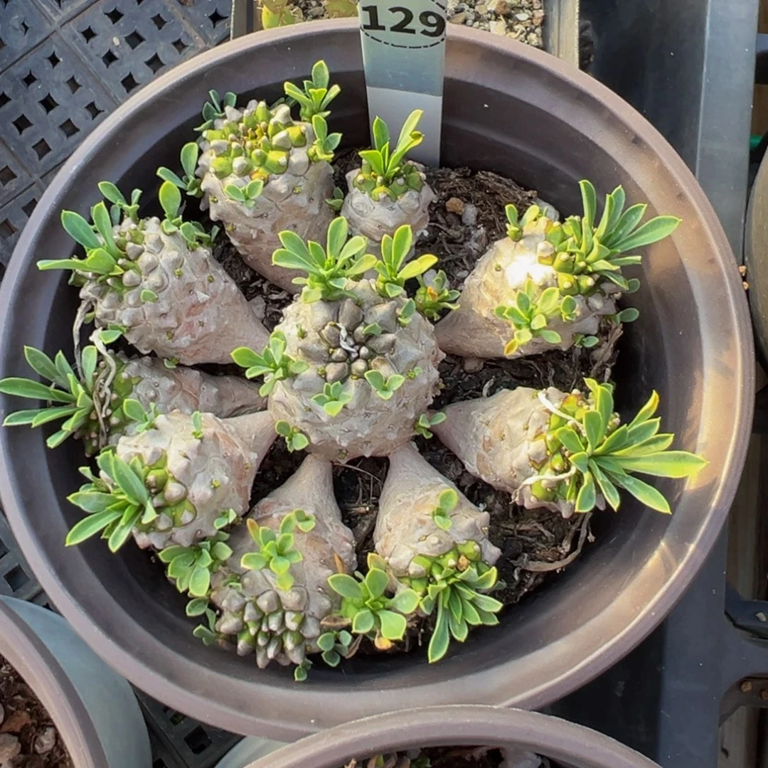 129峨眉山多肉植物带盆土