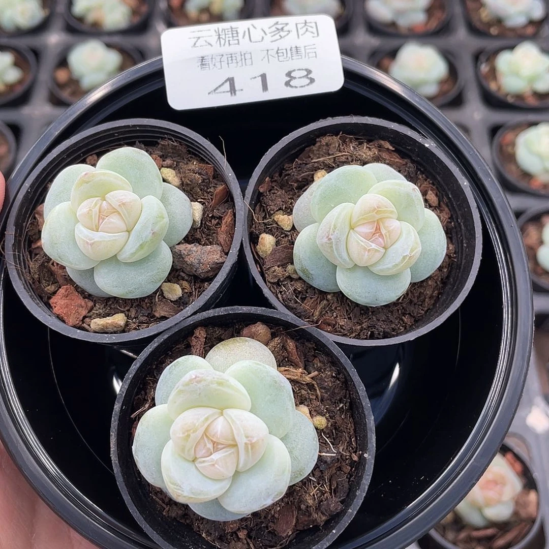 云糖心多肉植物418