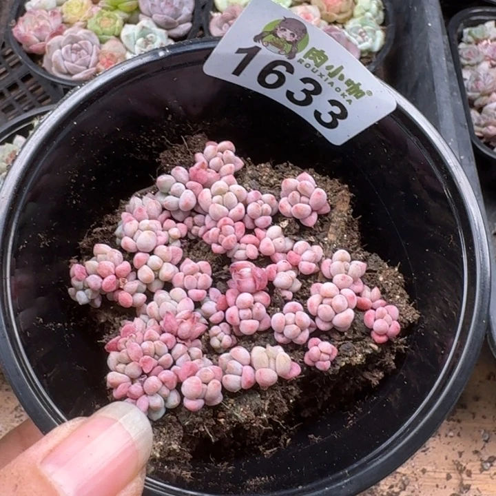 无花朵多肉植物多肉植物