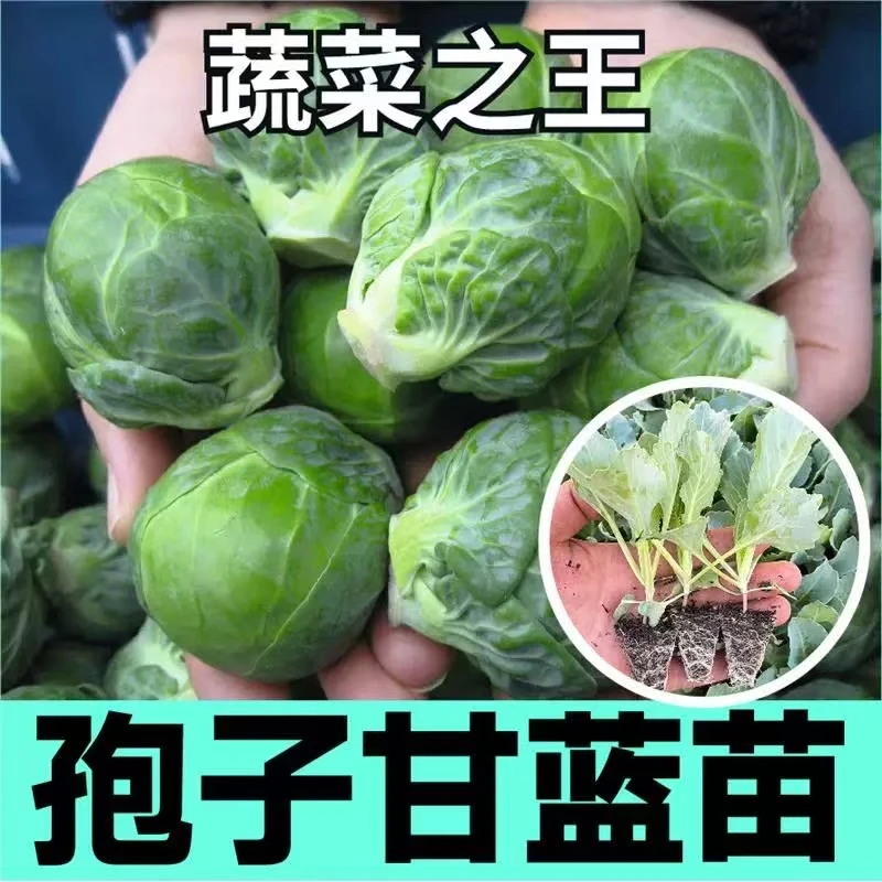 孢子抱子甘蓝苗秧四季春秋带土球高产串收进口食用小包菜种子籽