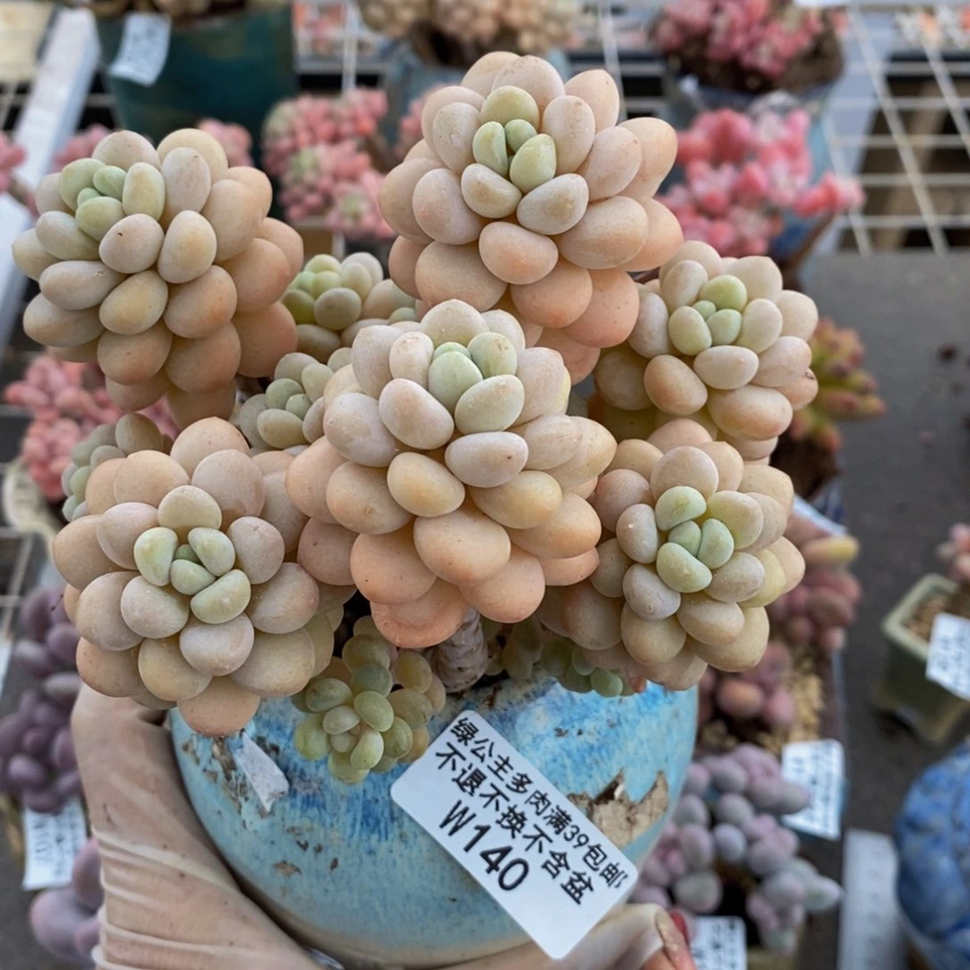 洛可可140/10/cm的肉