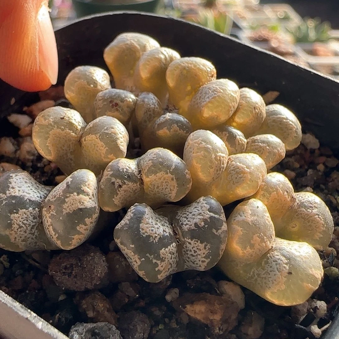 年后脱土发货24419