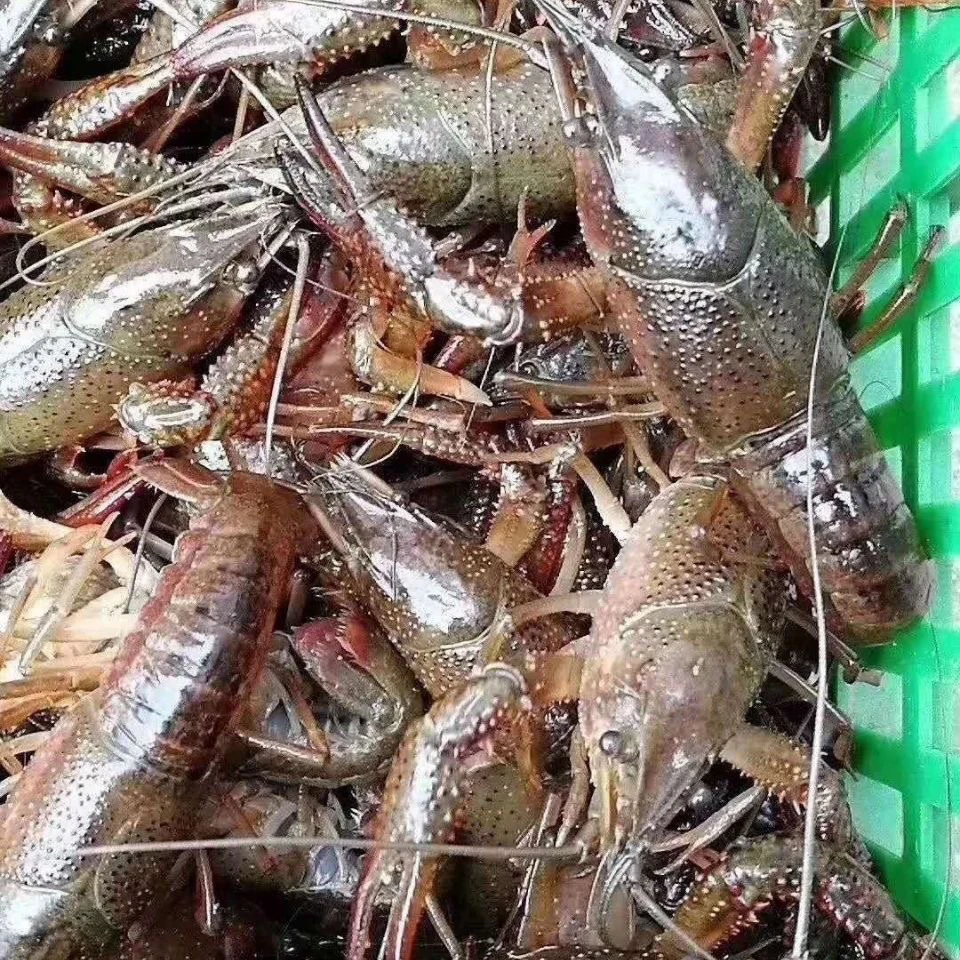 鲜活小龙虾456中青自提/1斤