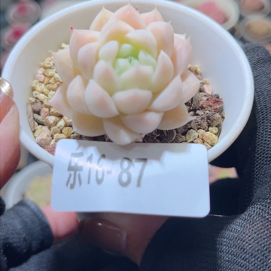 乐16-87 麦秆单头