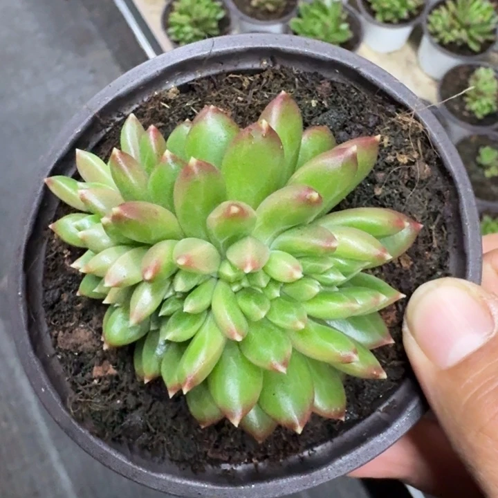 柏拉图 缀化 一物一拍