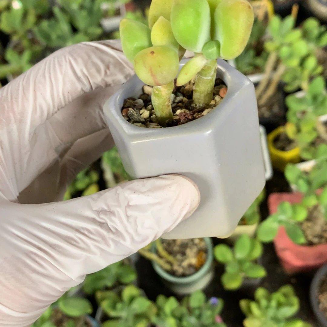 200双头乌里韦亚多肉