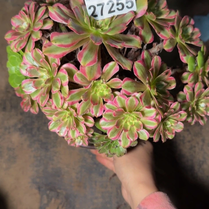 火***椒27255粉钻不包断枝