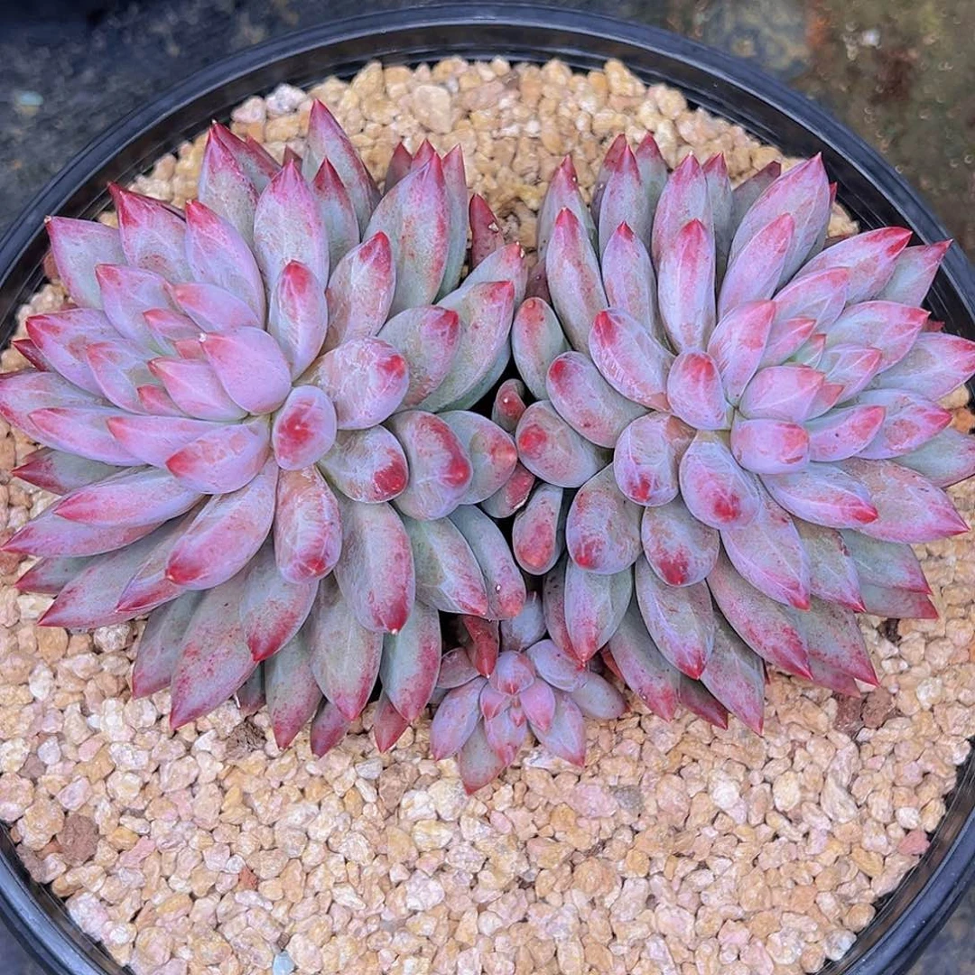 11111111111111111111111