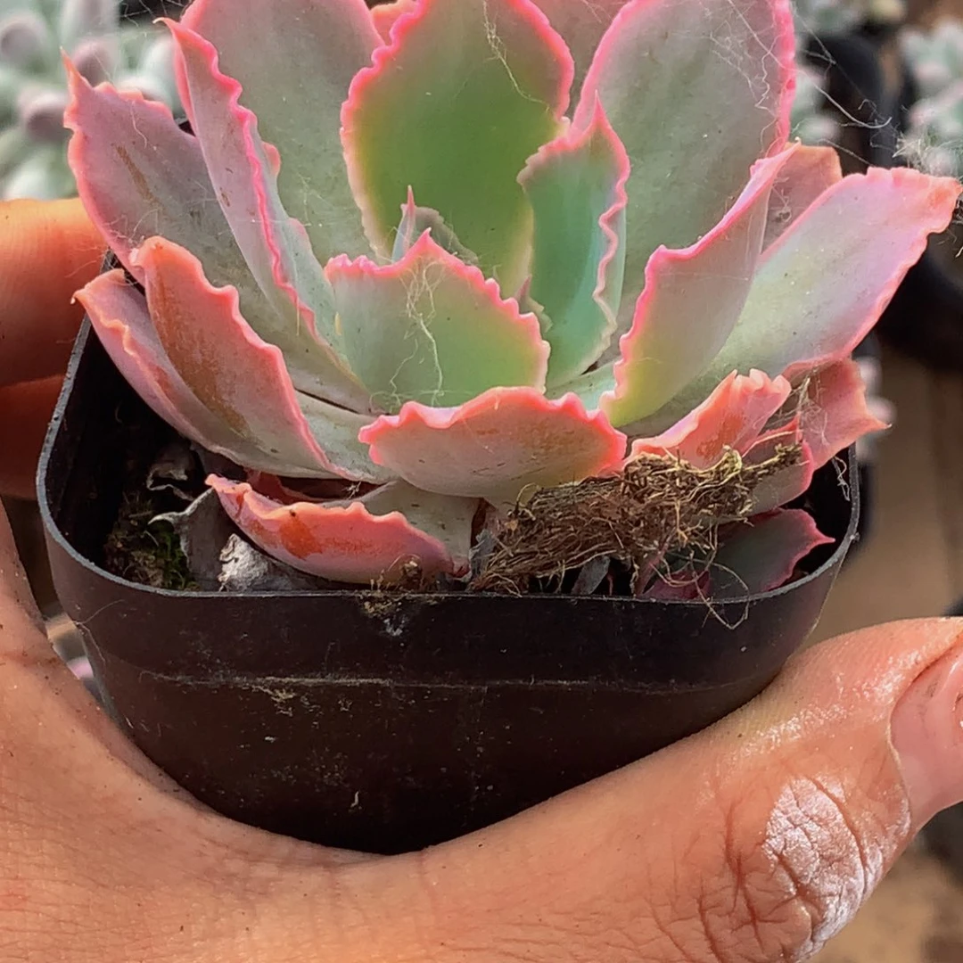 晚霞之舞。（满9.99包邮不满9.99发叶子）