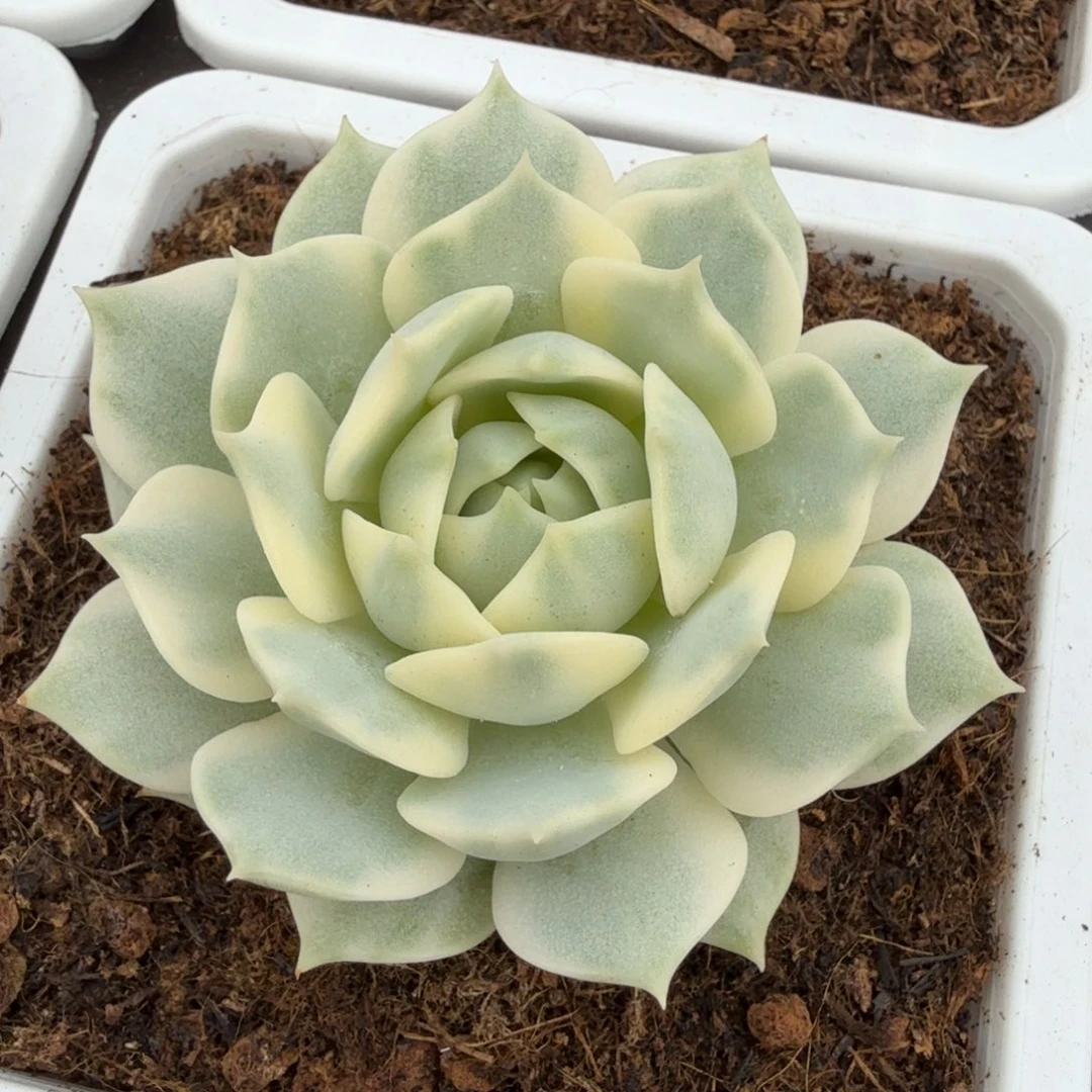 露娜莲锦锦上园艺一物一拍