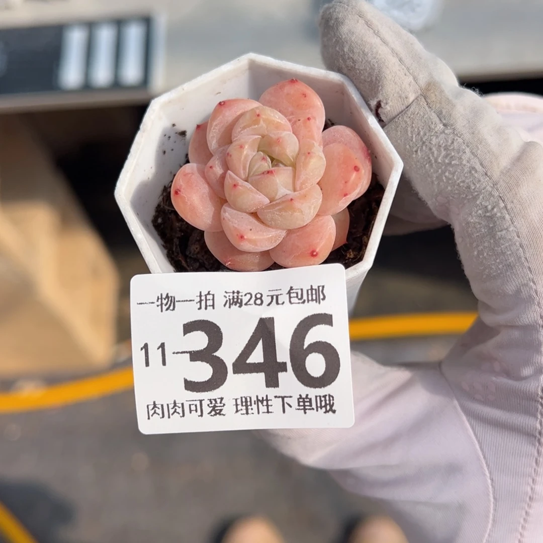 和田玉多肉多肉多肉多肉