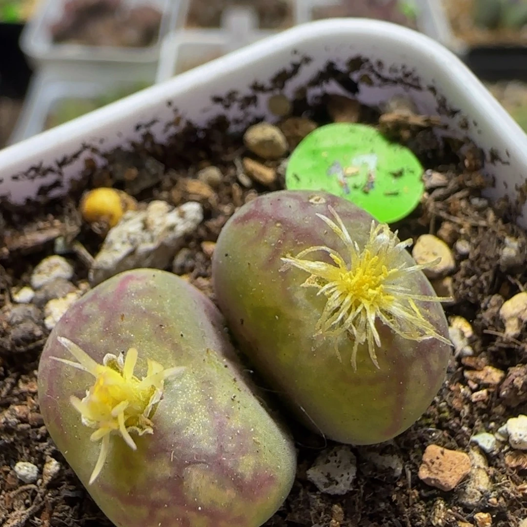 杂交漂亮多肉植物17