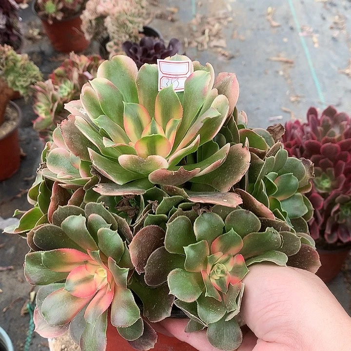 383香妃多肉植物