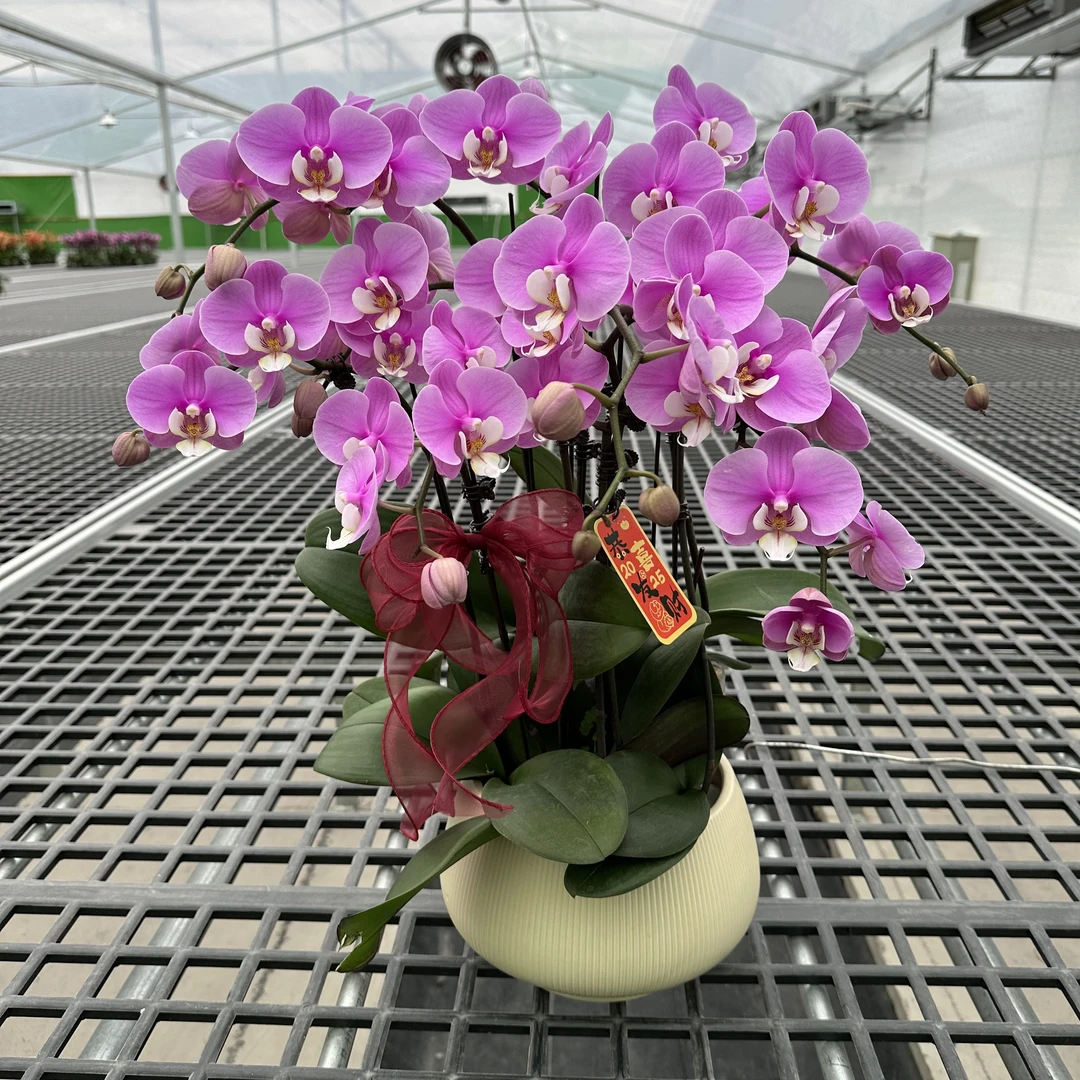 蝴蝶兰 【安娜】送人送礼 乔迁之喜 鲜花绿植 佛山基地直发