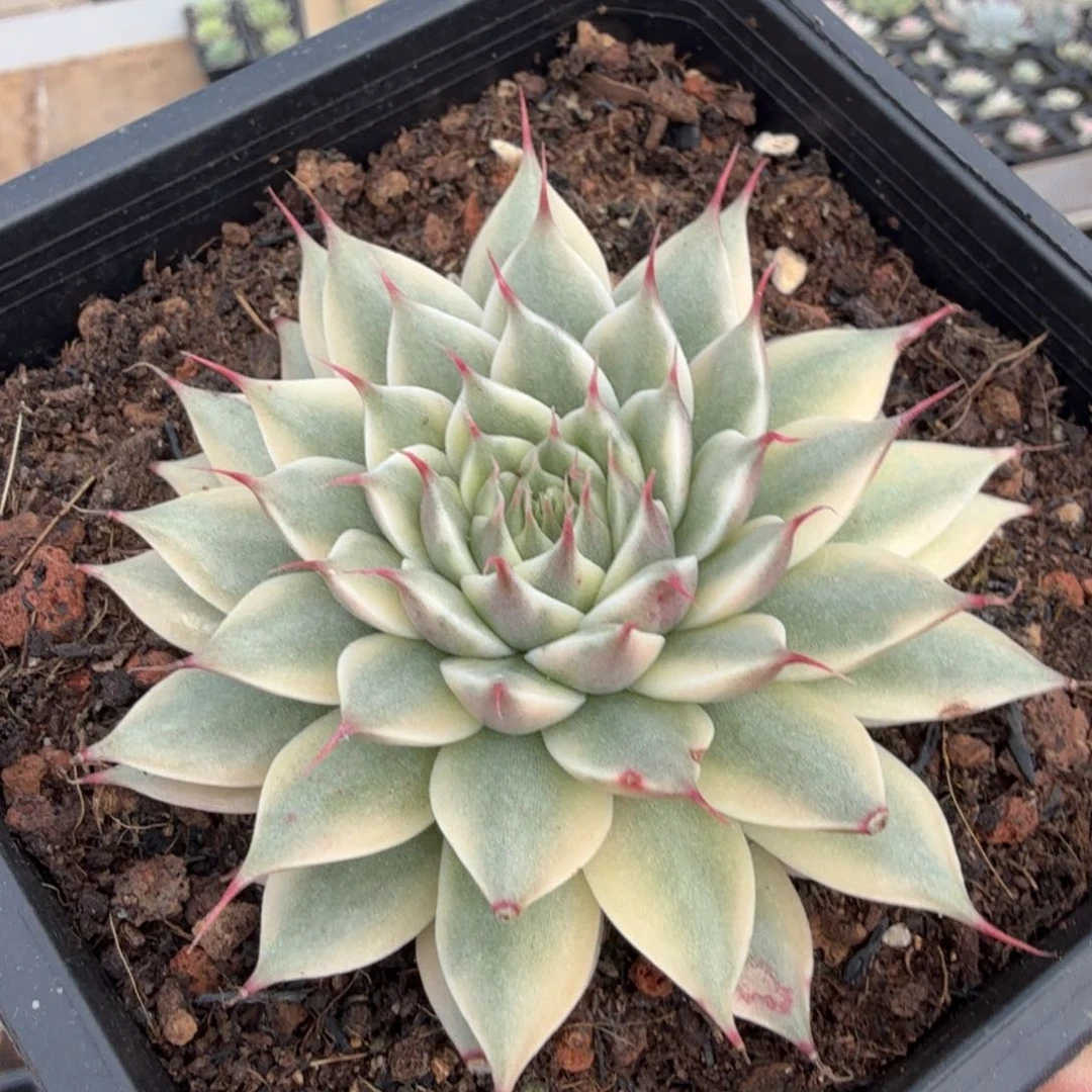 银星锦腹欧你锦一颗多肉锦