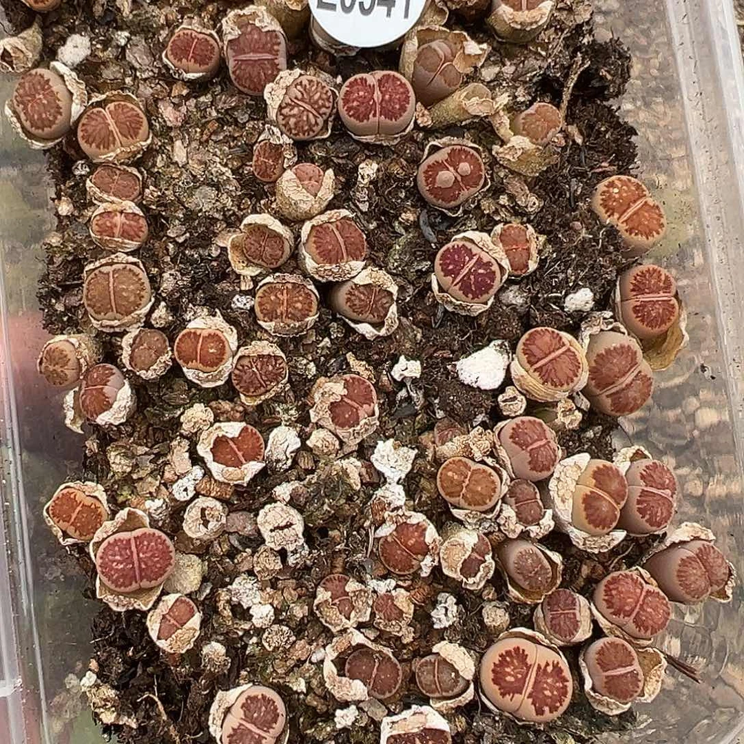 341开播福利小美菊1111111