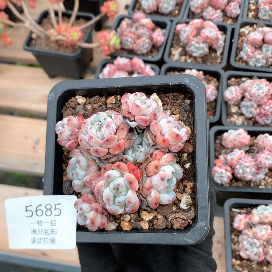 8厘米有砍九头雪爪  老庄 5685