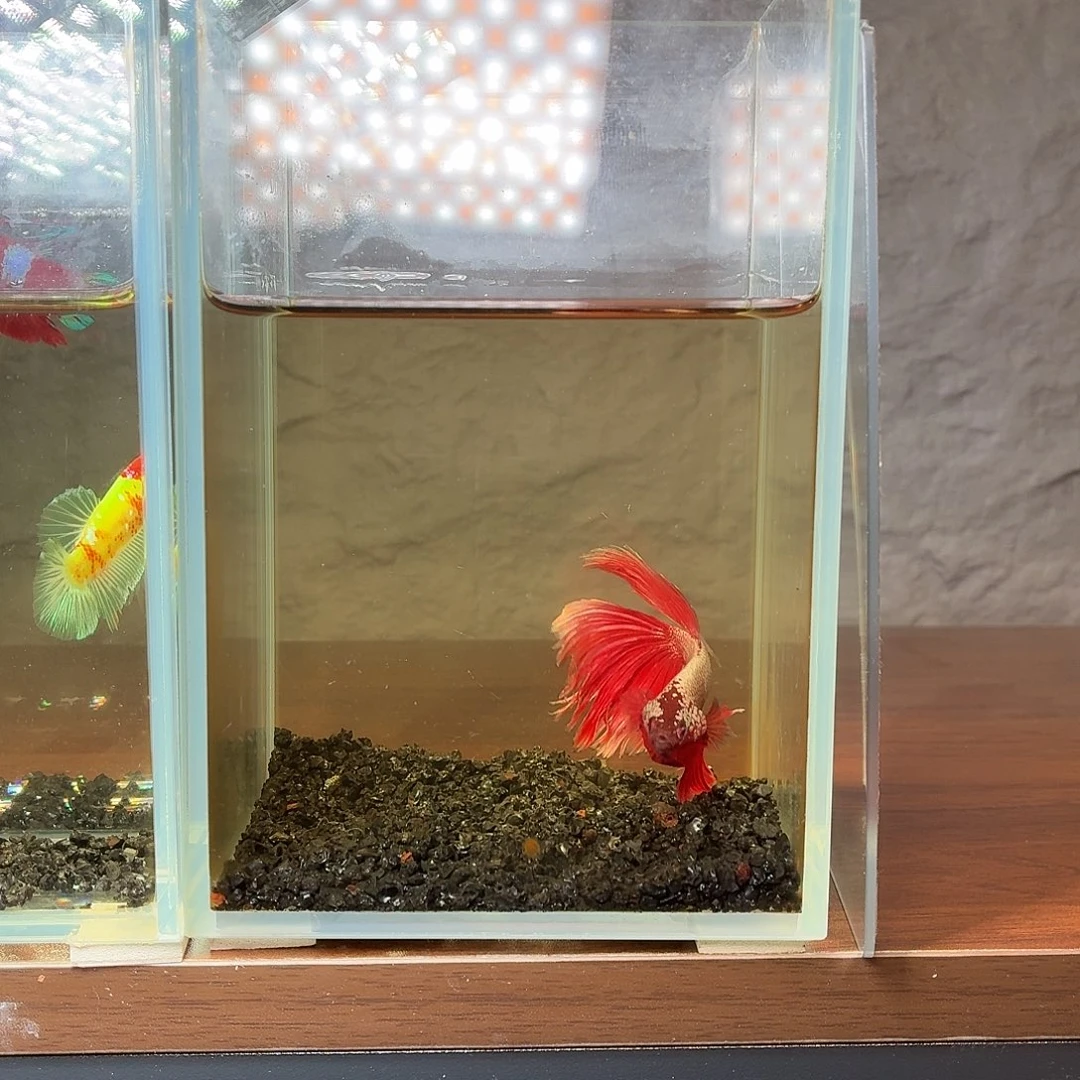 斗鱼红金电摇半月