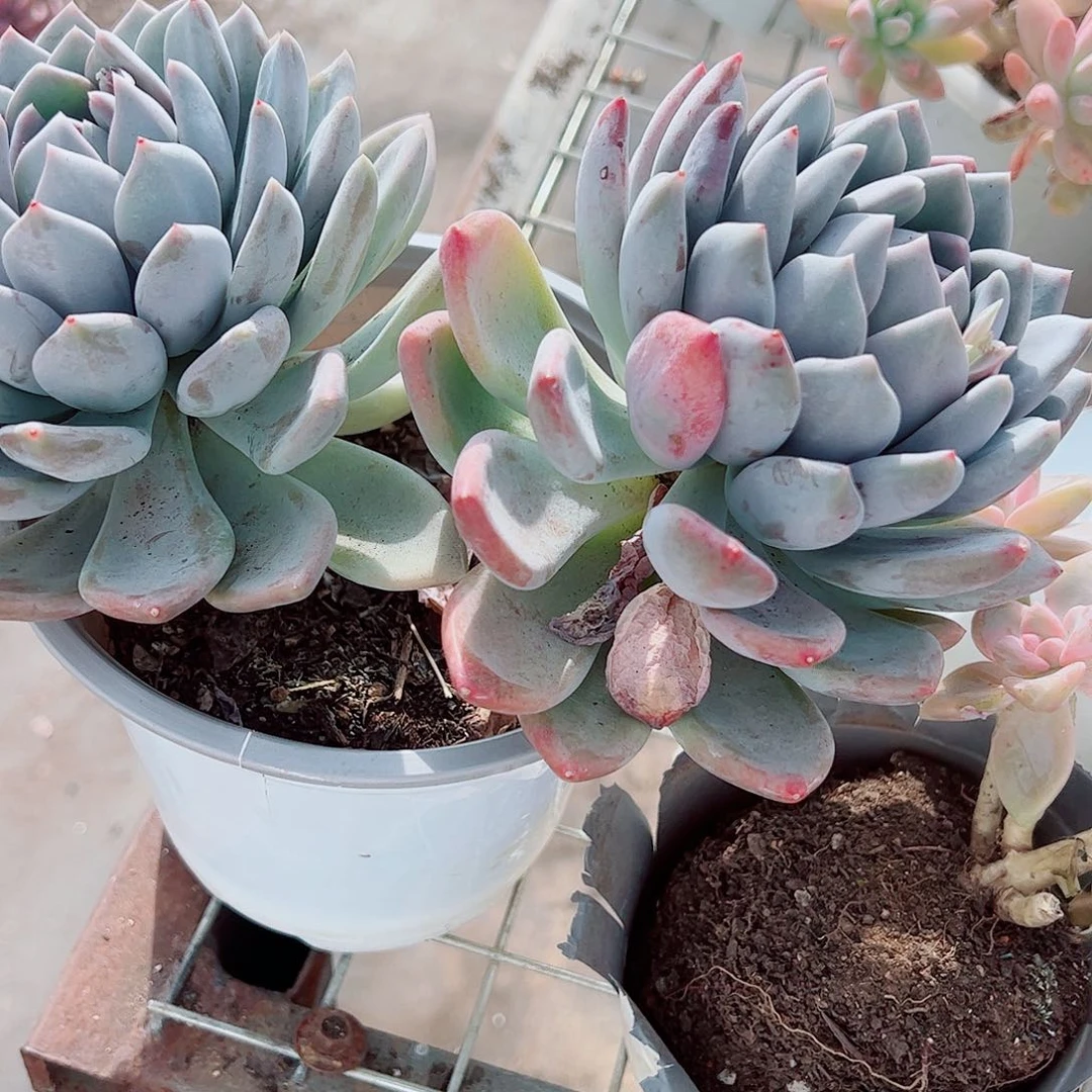 胖美人双头起发精品特价