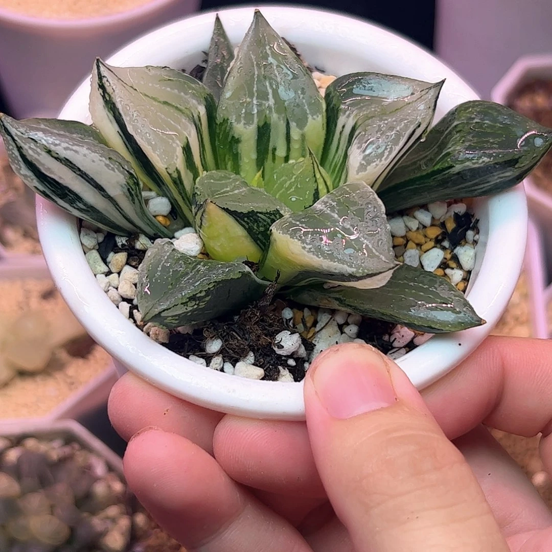 裹般若母本锦十二卷多肉植物