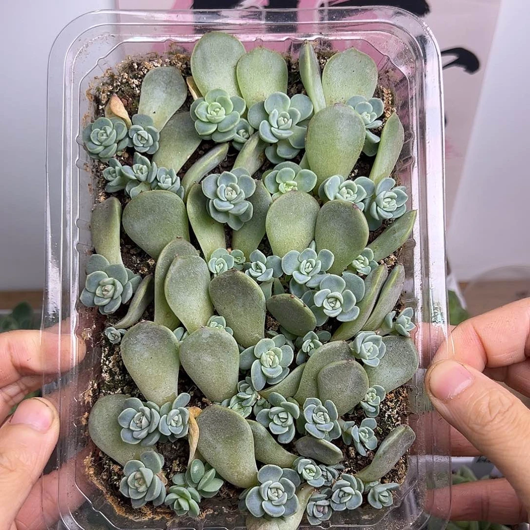 送一个福利甜心 38包邮