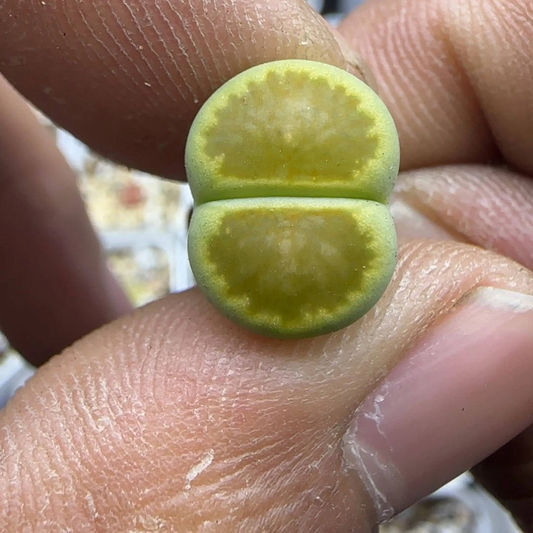 047 生石花大棚直播