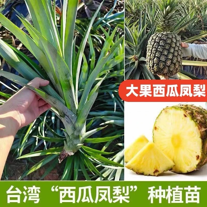 台湾金钻凤梨苗阳台庭院盆栽 地菠萝果树苗南方盆栽地栽带叶