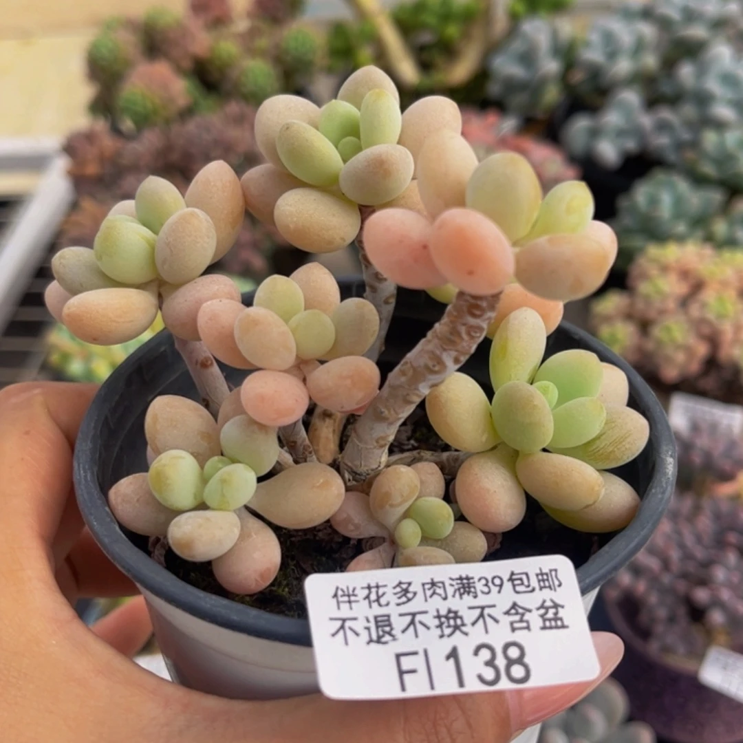 128-糖球洛神多肉8cm有砍