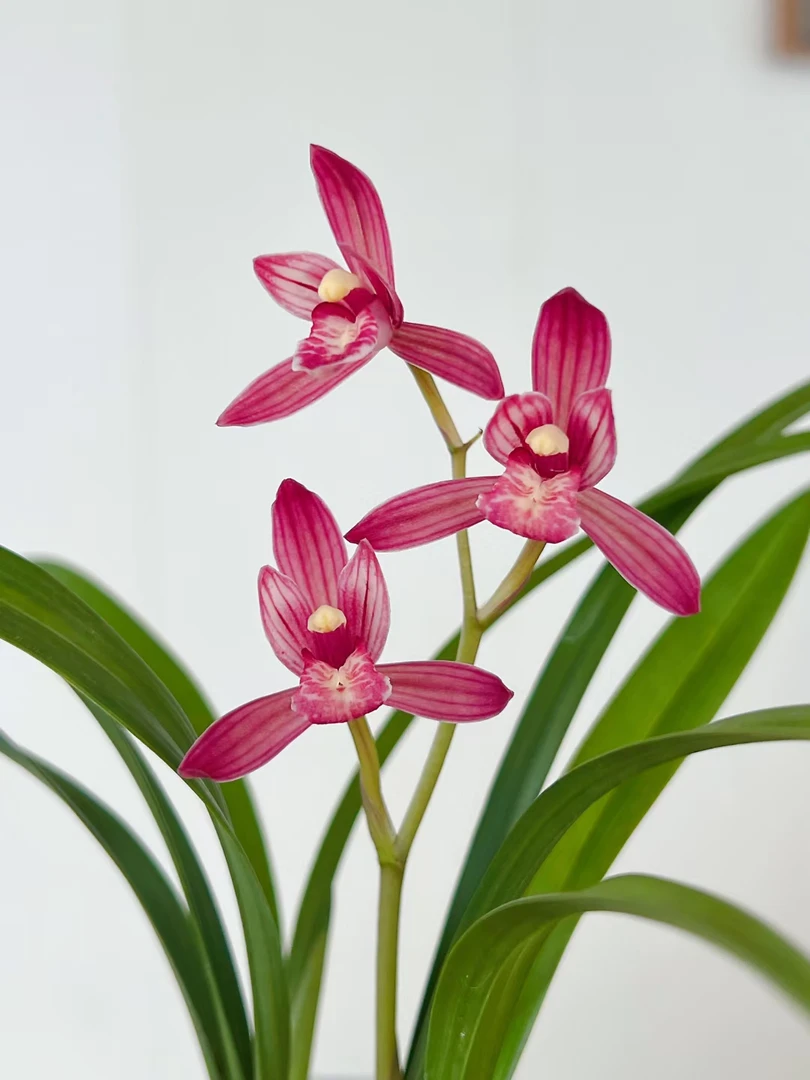 新店开播盆栽兰花，一物一拍兰草菊凤舞九天开花兰花盆栽室内绿植