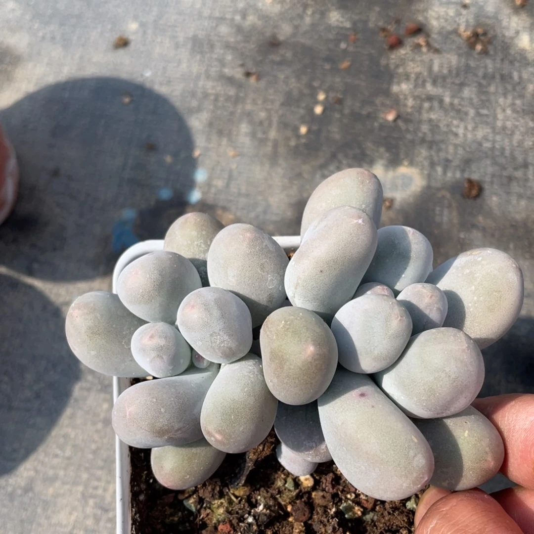 双头带崽米可奶多肉植物