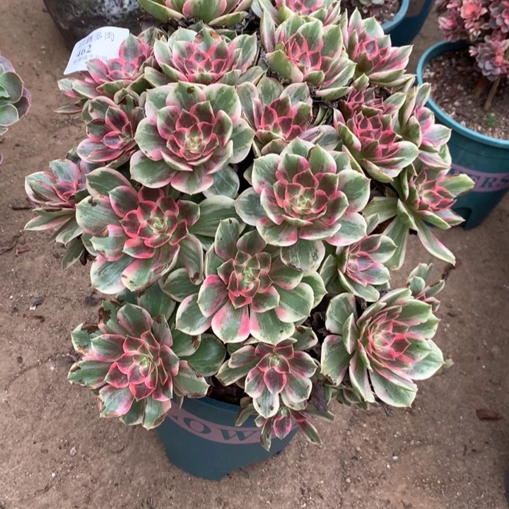 462浣纱多肉植物特价
