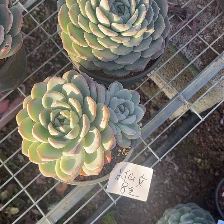 小****多肉植物一物一拍小仙女