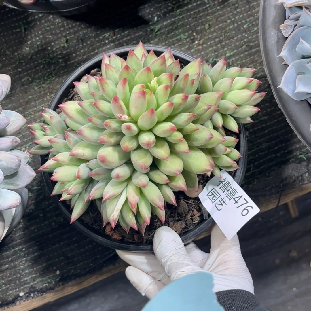 476二代鱼多肉植物……