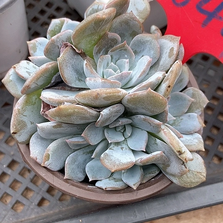 多肉植物白茶五头644